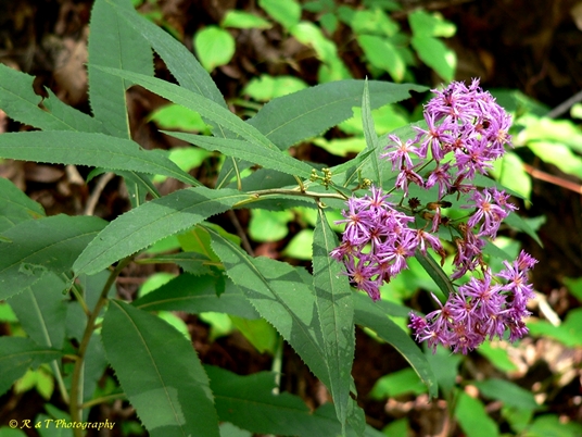{Vernonia gigantea}